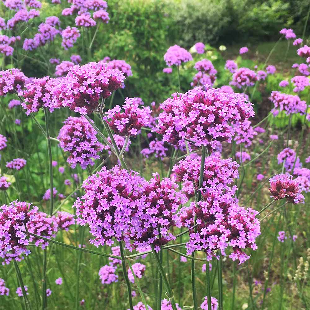 Verbena bonariensis image