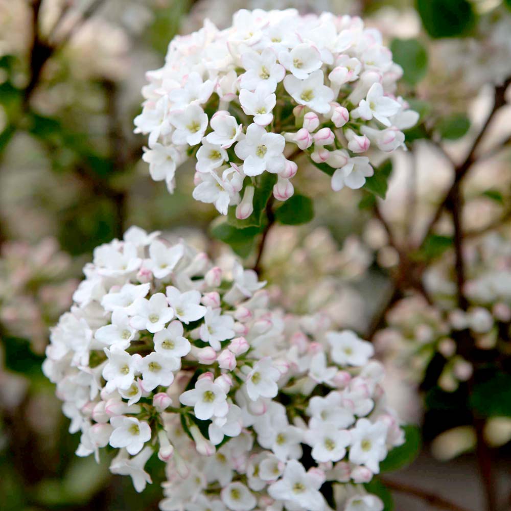 Viburnum x burkwoodii 'Anne Russell' image