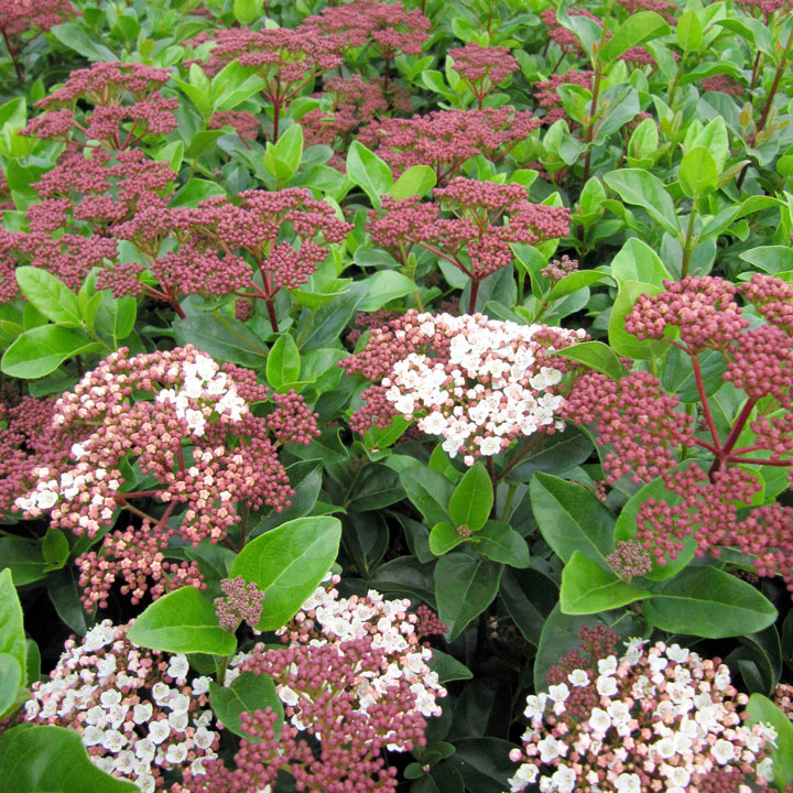 Viburnum tinus 'Lisarose' image