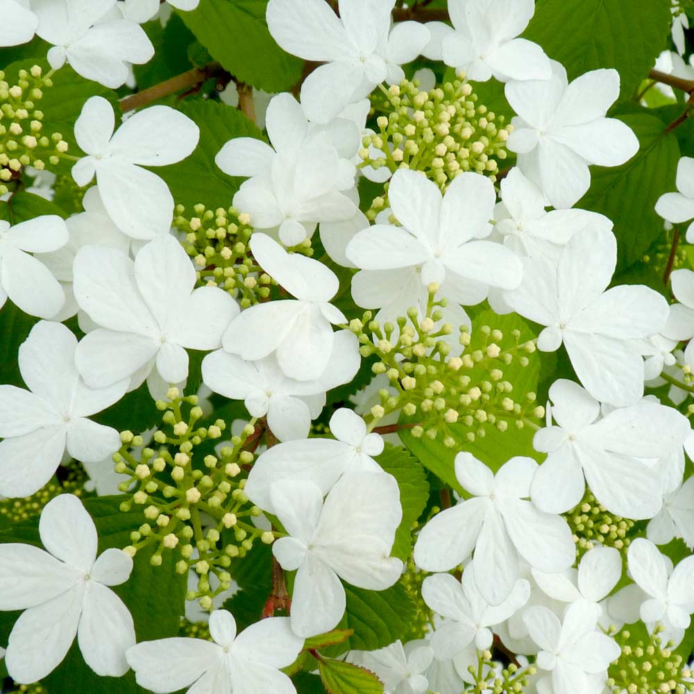 Viburnum plicatum f. tomentosum 'Kilimanjaro' image