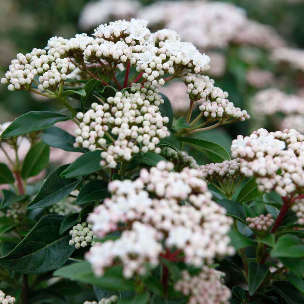 Viburnum tinus 'Eve Price' image