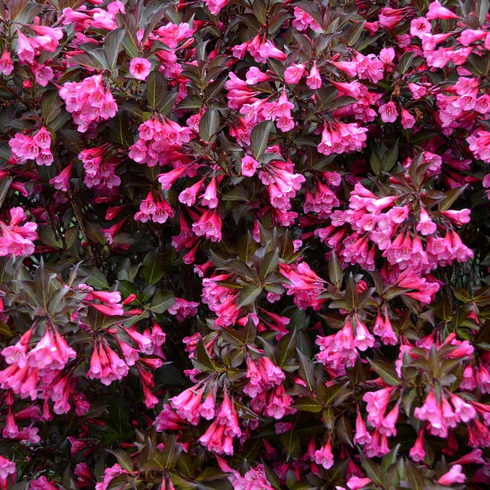 Weigela florida 'Alexandra' image