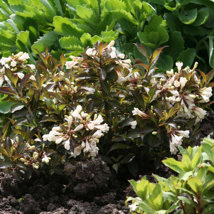 Weigela Plant - Black and White image