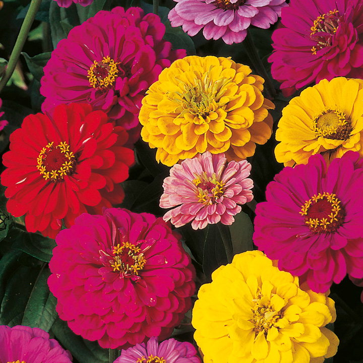 Zinnia Seeds - Dobies Dahlia-Flowered Mixed image