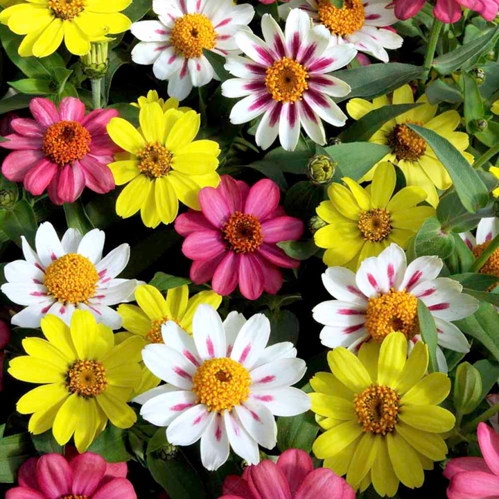 Zinnia Seeds - Raspberry Lemonade image