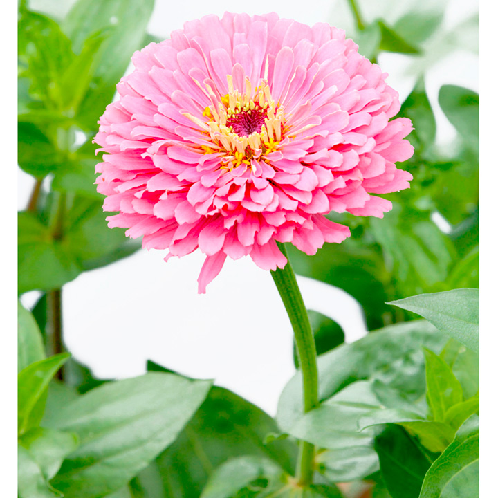 Zinnia Illumination image