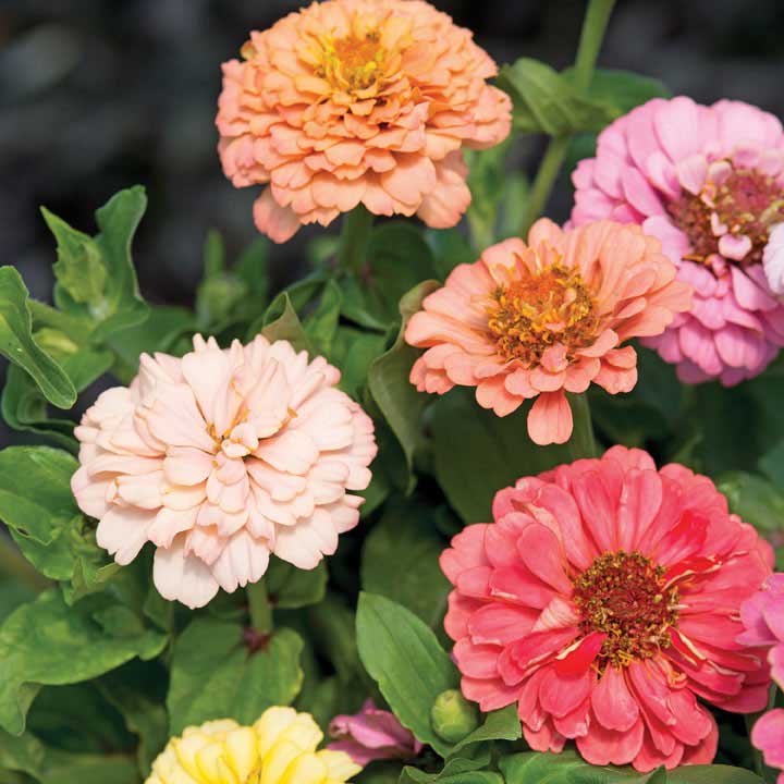 Zinnia Seeds - Dobies Florist Pastels Mixed image