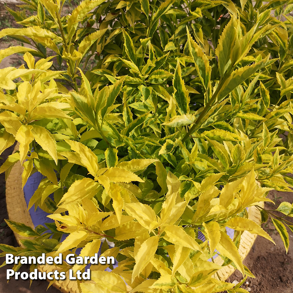 Forsythia x intermedia 'Lynwood Variety' image