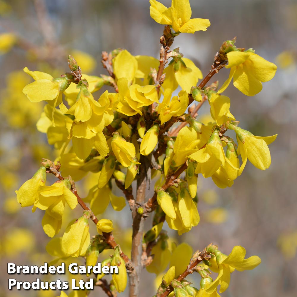 Forsythia x intermedia 'Minigold' image