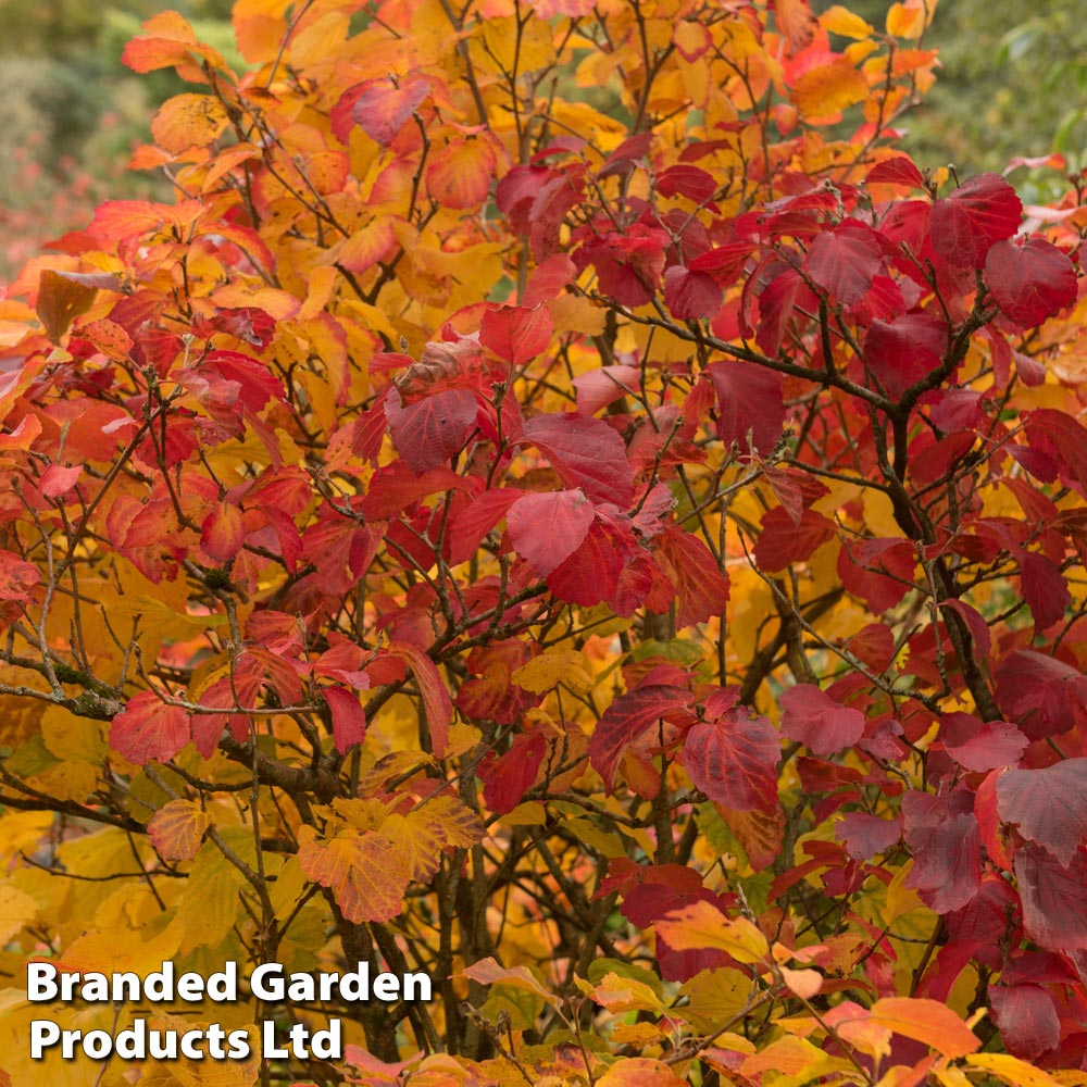 Fothergilla major image