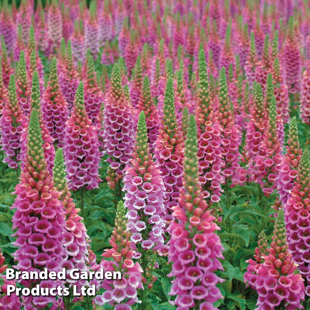 Foxglove 'Candy Mountain' image