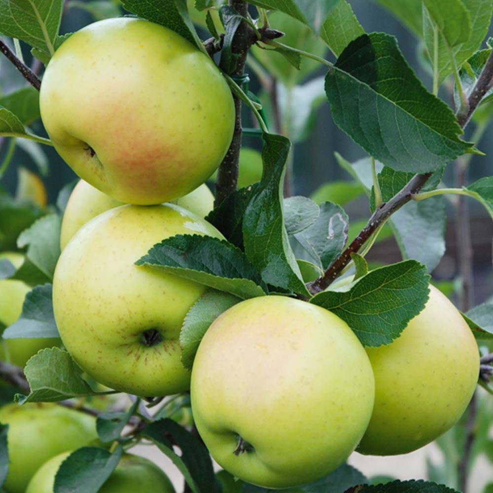 Apple 'Greensleeves' image