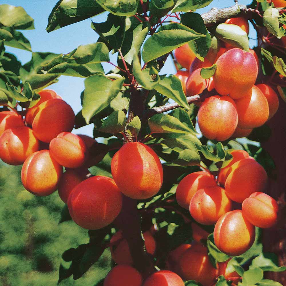 Apricot 'Flavorcot'® image