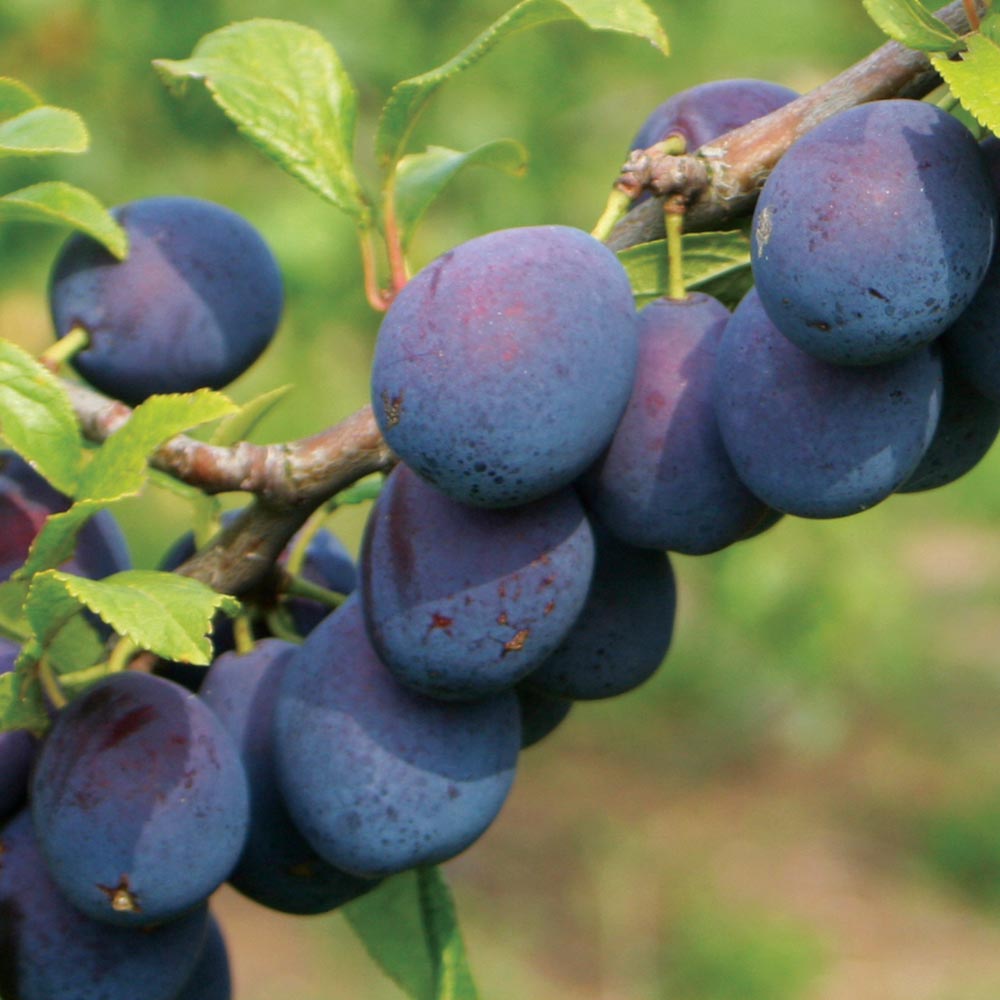 Damson Plum 'Merryweather' image