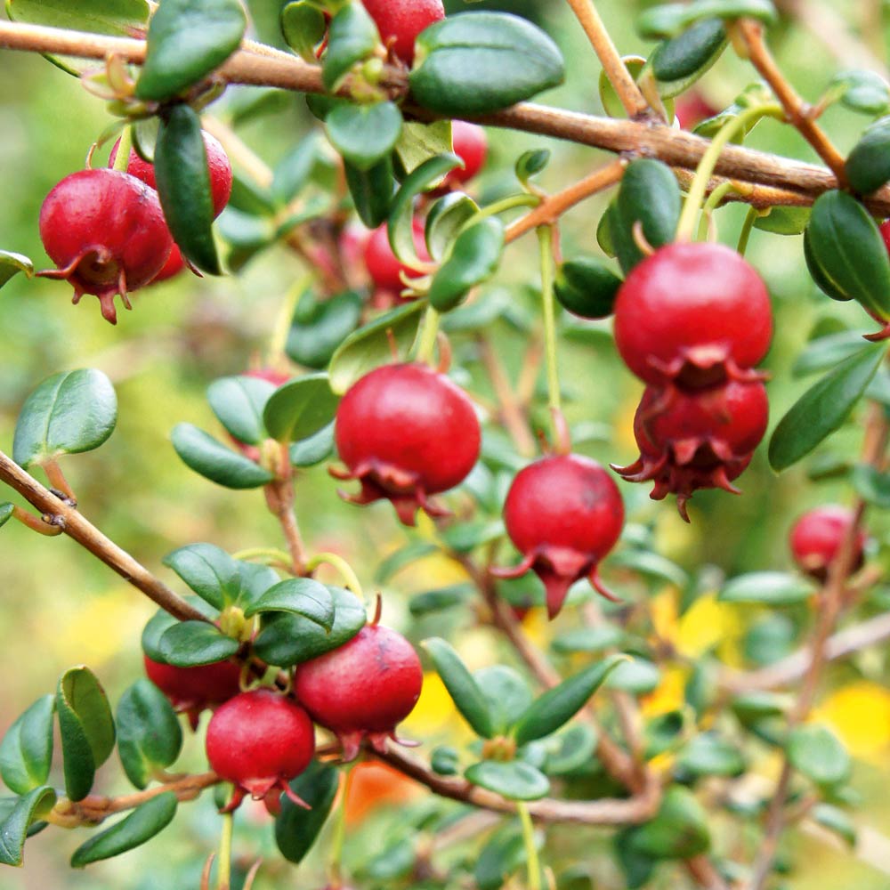 Chilean Guava 'KA-POW' image