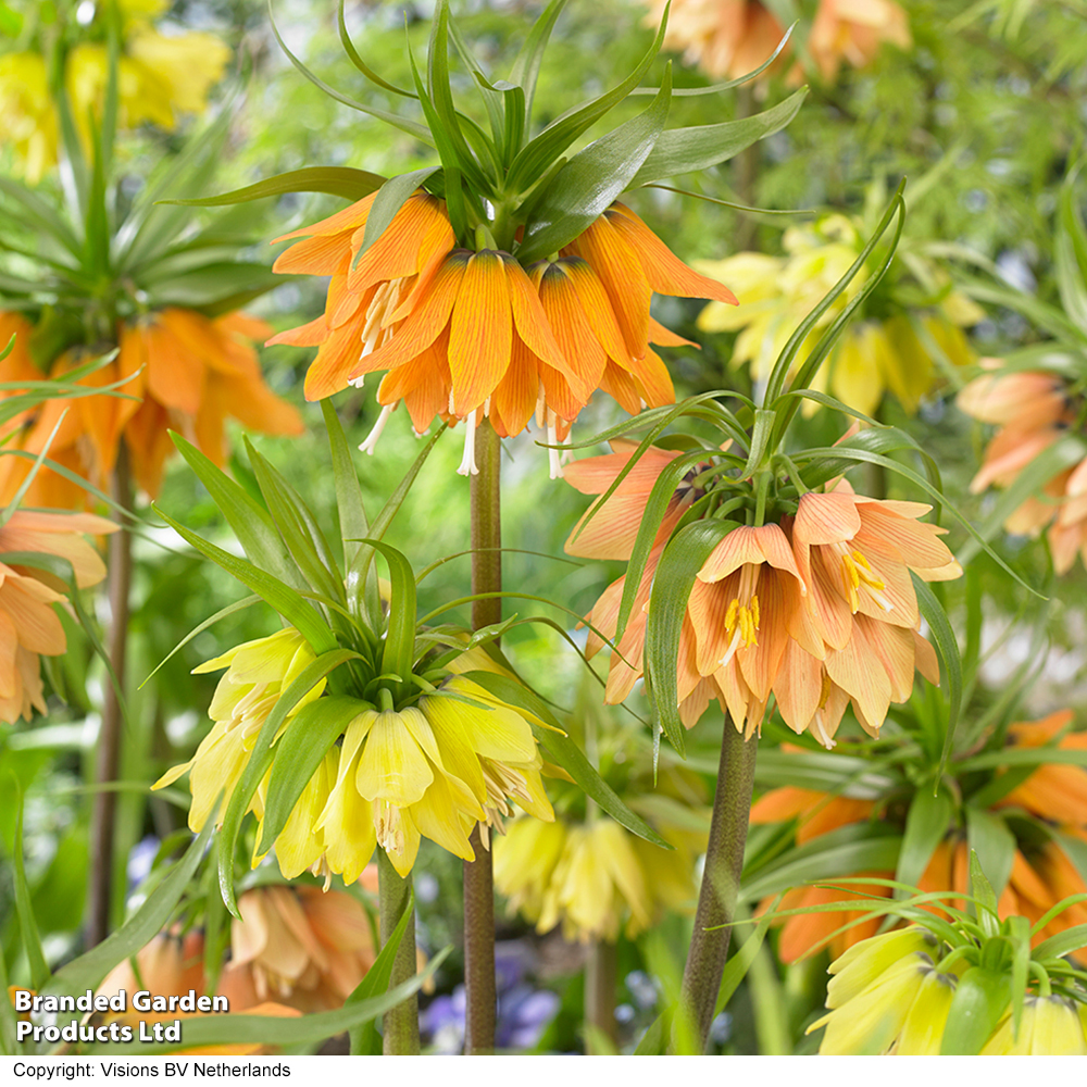 Fritillaria Early Mix image