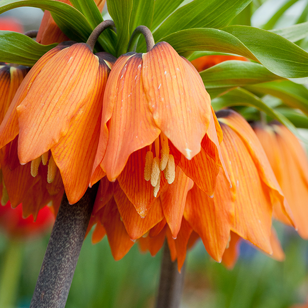 Fritillaria 'Orange Beauty' image