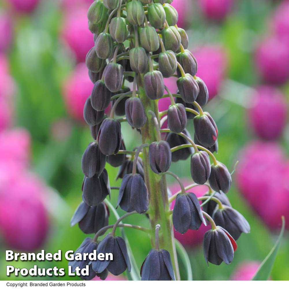 Fritillaria persica image