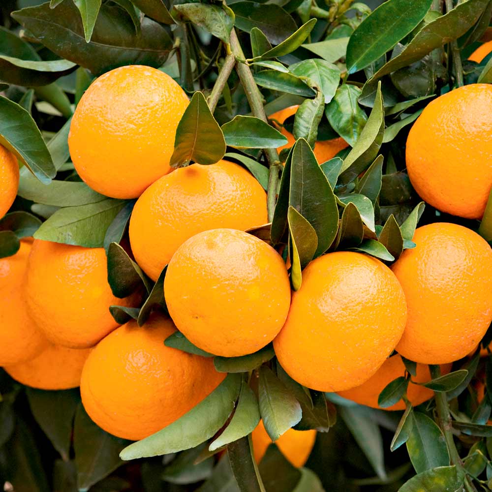 Mandarin (Citrus Fruit) image