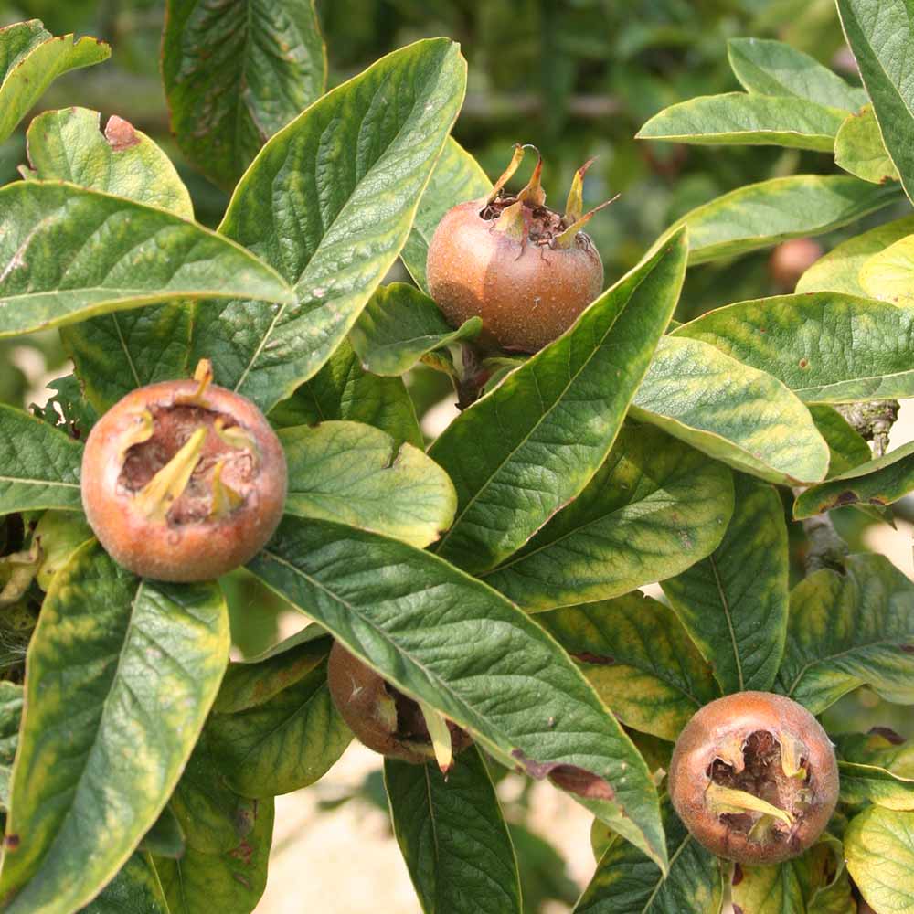 Common Medlar image