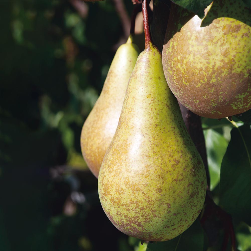 Pear 'Mini Conference' image