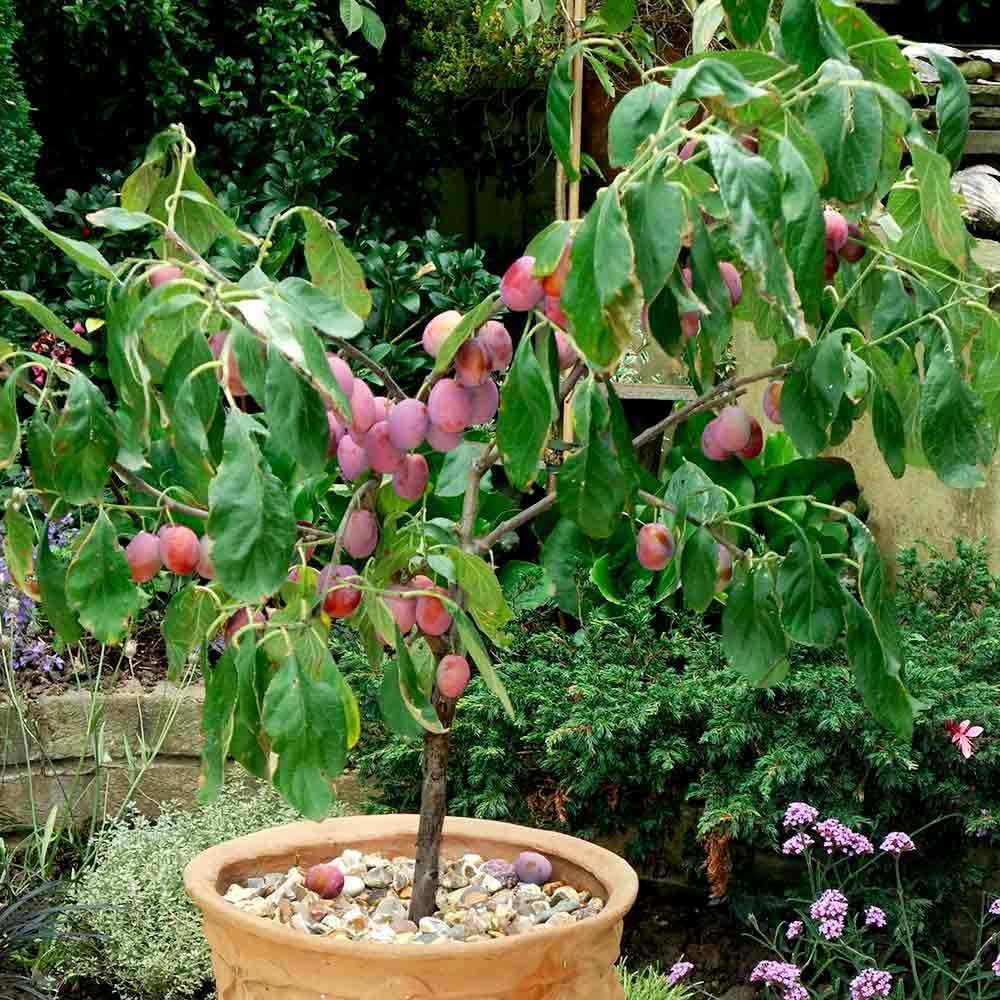 Planting and caring for Victoria plum trees