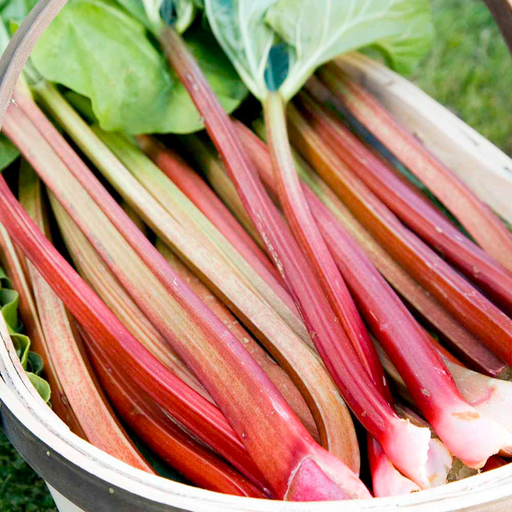 Rhubarb 'Timperley Early' (Spring/Autumn Planting) from Dobies