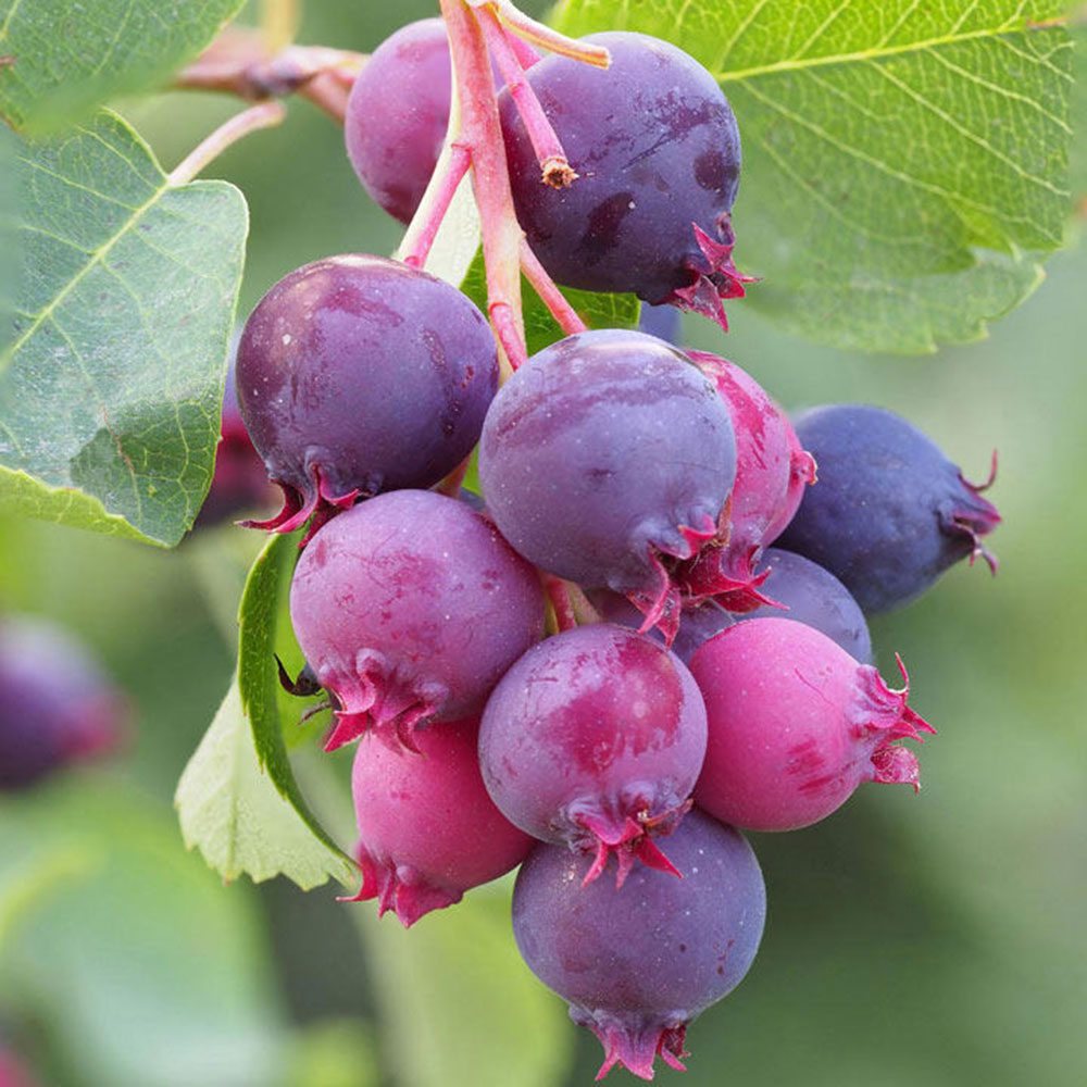 Saskatoon Berry image