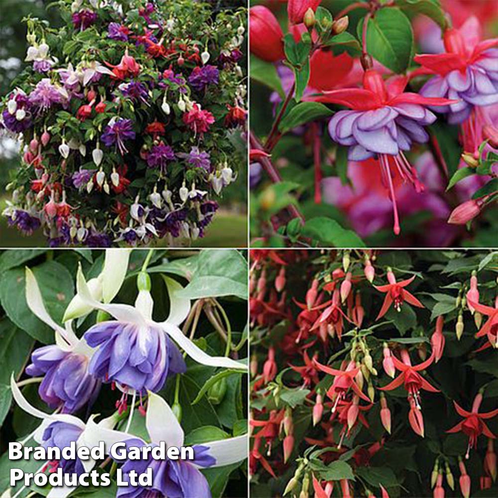 Nurseryman's Choice Fuchsias image