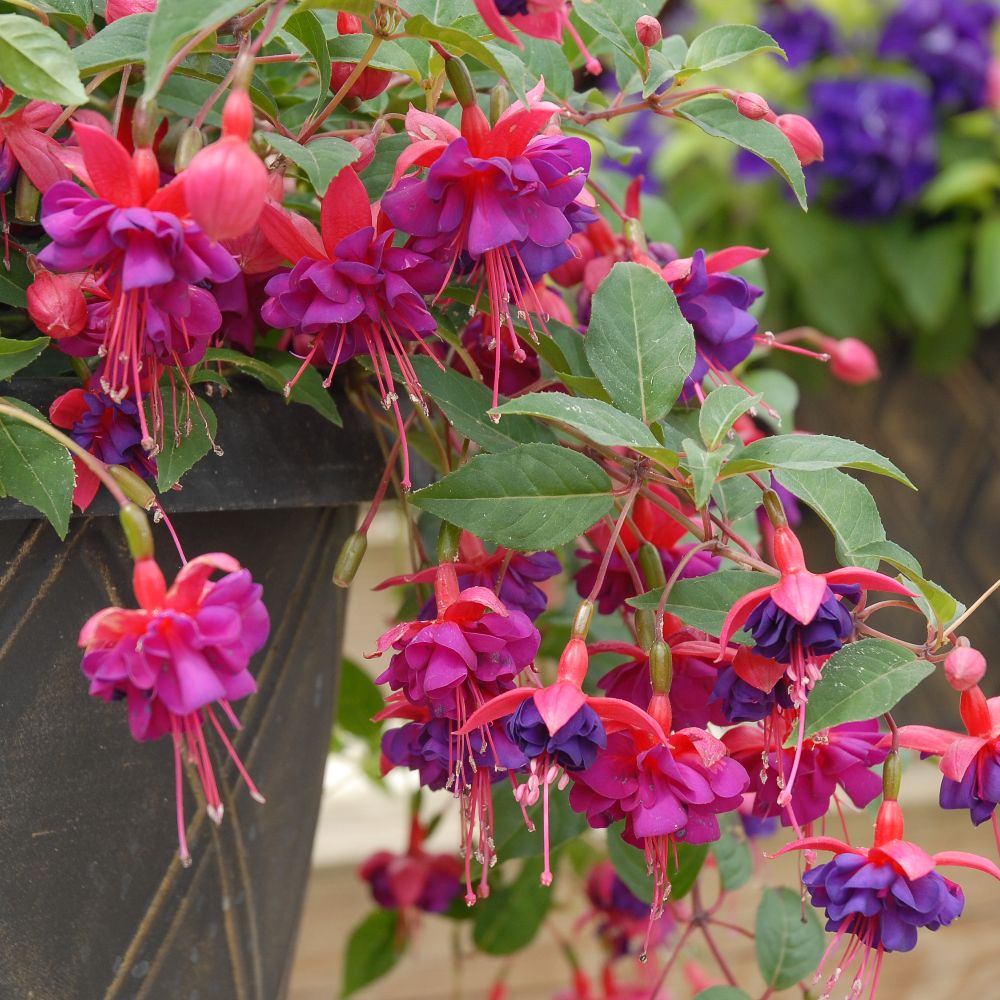 Fuchsia 'Dollar Princess' (Hardy) image