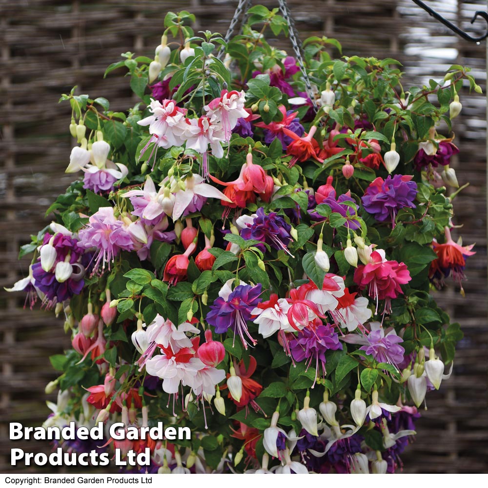 Fuchsia Giant-Flowered Collection image