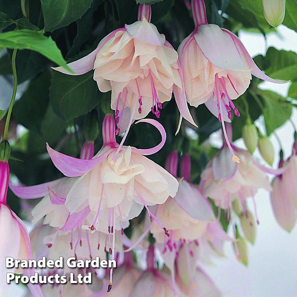 Fuchsia 'Happy Wedding Day' image