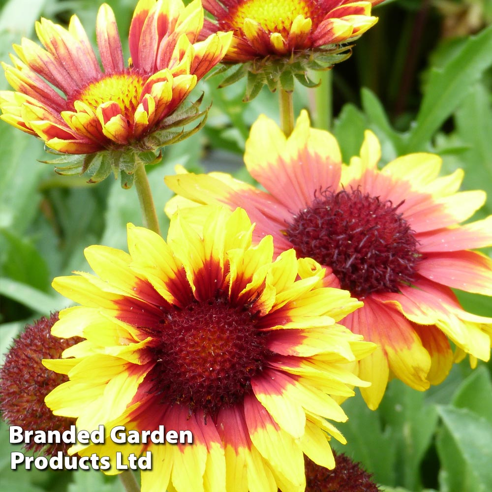 Gaillardia 'Torchlight' image