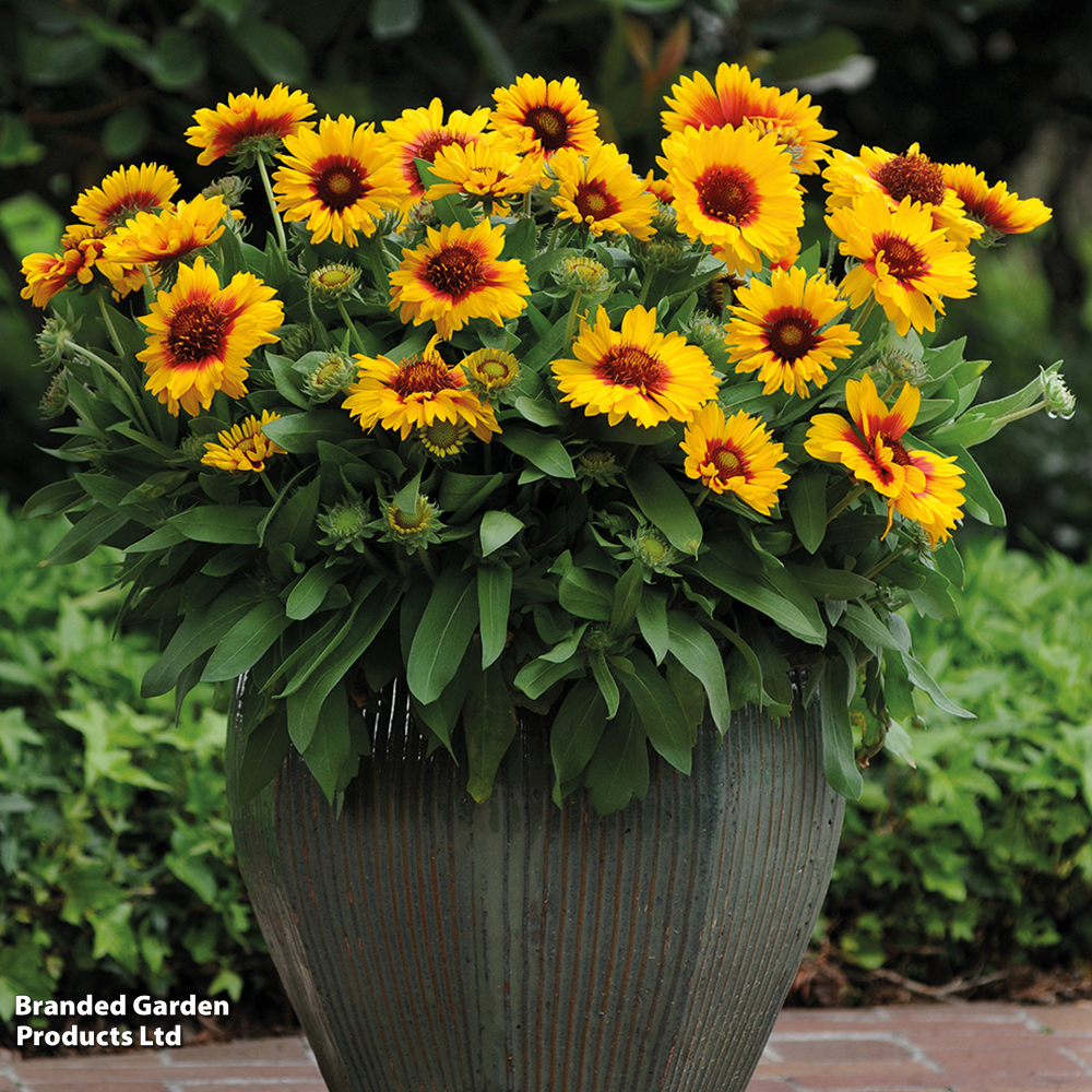 Gaillardia 'Mesa Bright Bicolour' image