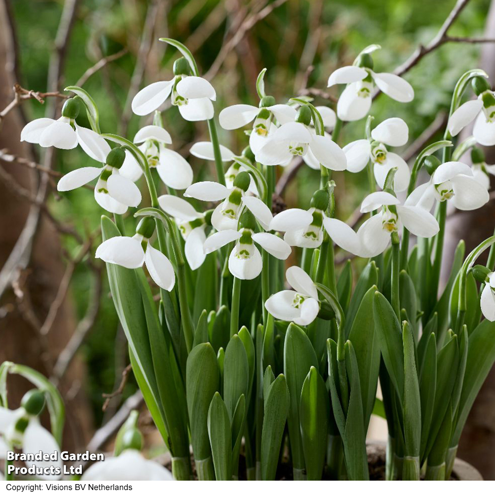 Snowdrop 'Polar Bear' image