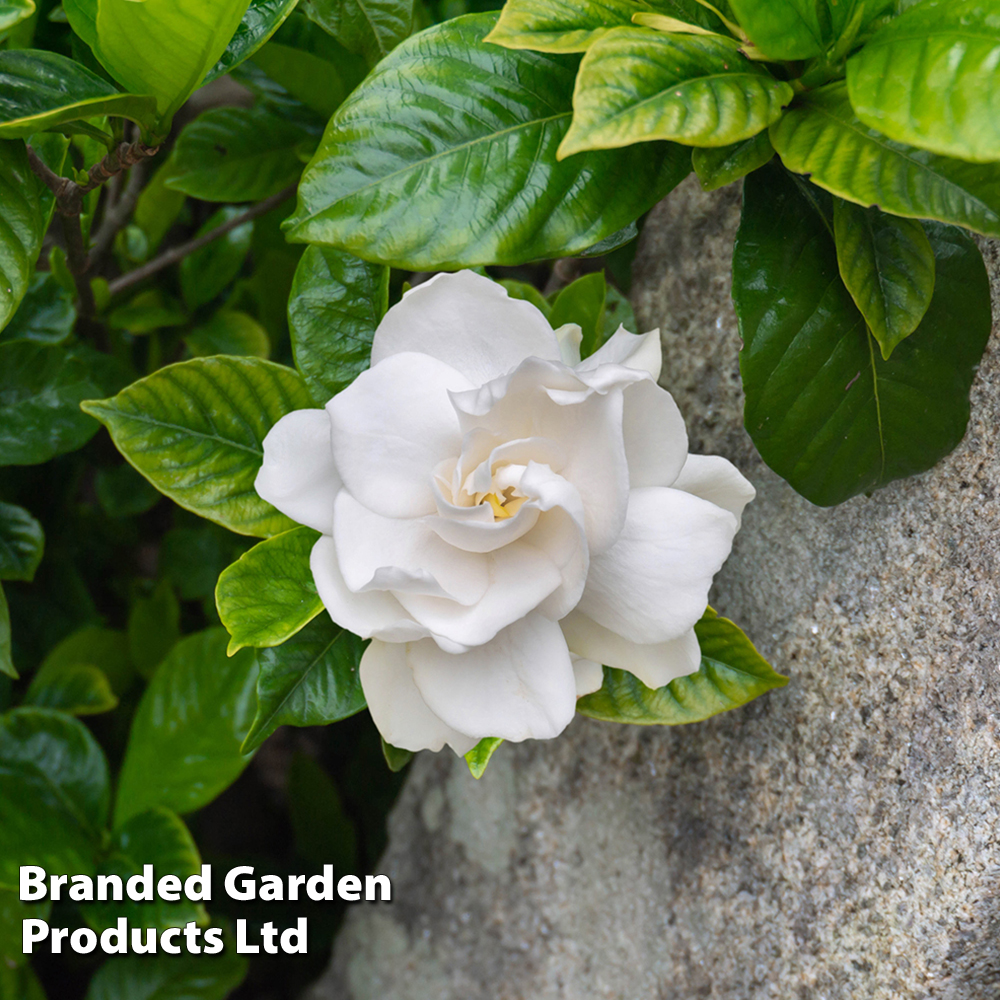 Gardenia jasminoides 'Double Mint' image