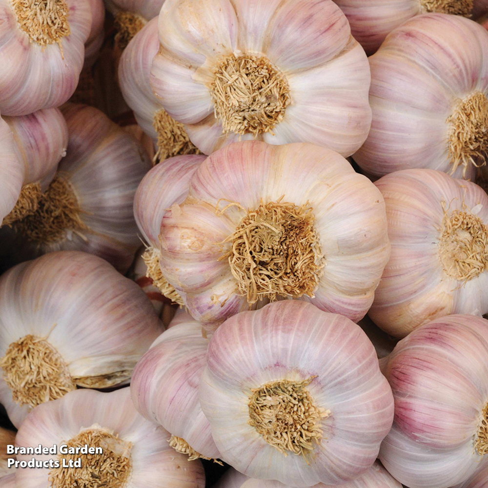 Garlic 'Carcassonne Wight' (Spring/Autumn Planting) image