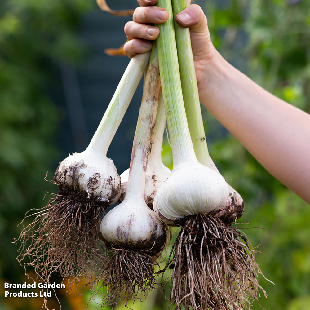 Elephant Garlic (Spring/Autumn Planting) image