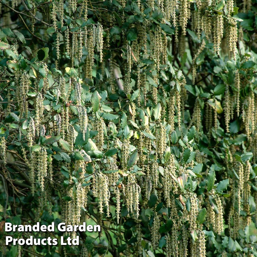 Garrya elliptica from Dobies