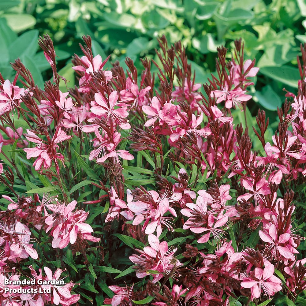Gaura lindheimeri 'Cherry Brandy' image