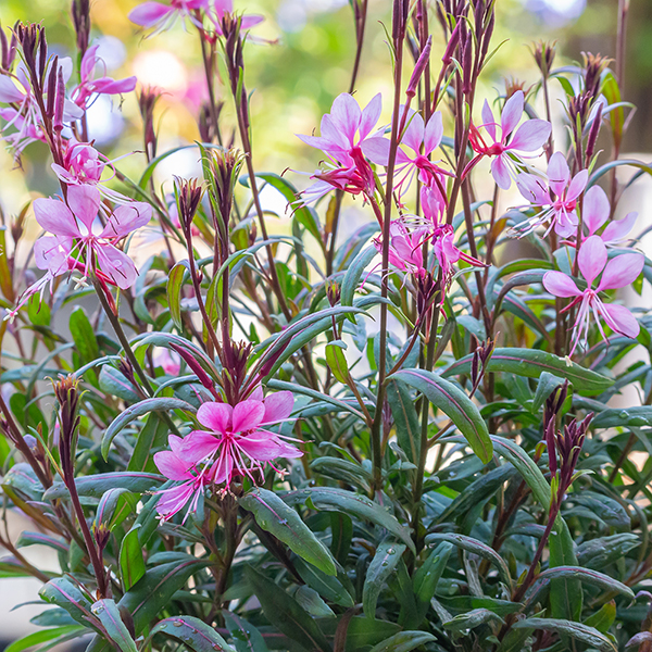 Gaura lindheimeri 'Crimson Butterflies' image