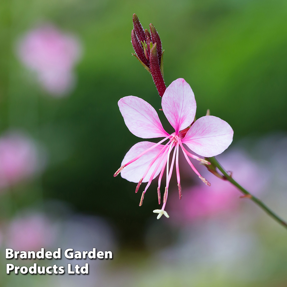 Gaura 'Gambit Pink' image