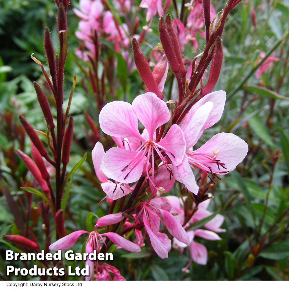 Gaura lindheimeri 'Passionate Blush' image