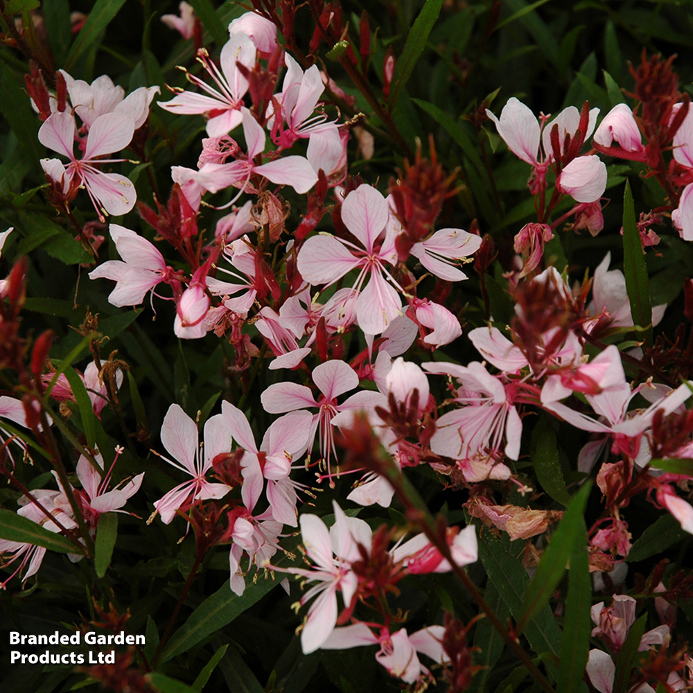 Gaura lindheimeri 'Passionate Blush' image
