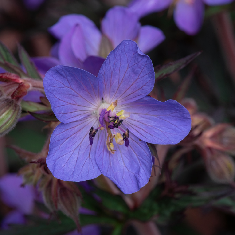 Geranium 'Storm Cloud' image