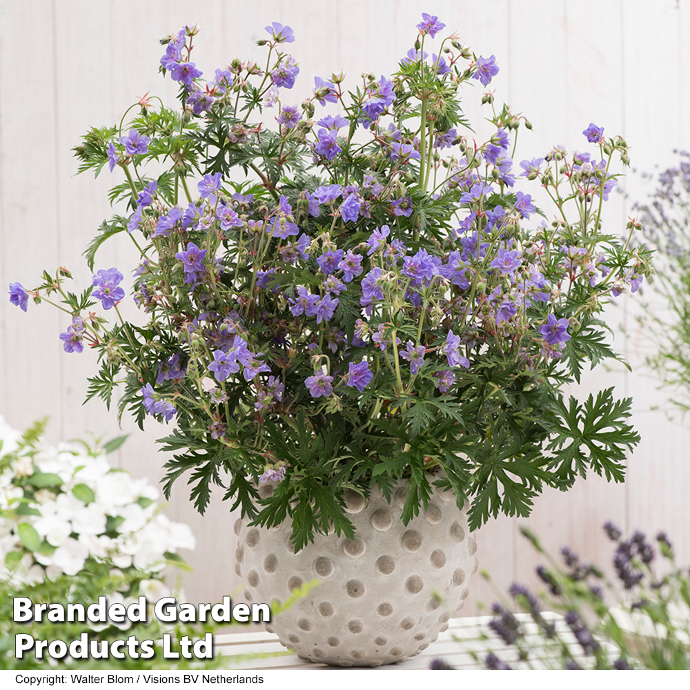 Geranium pratense 'Azure Skies' image