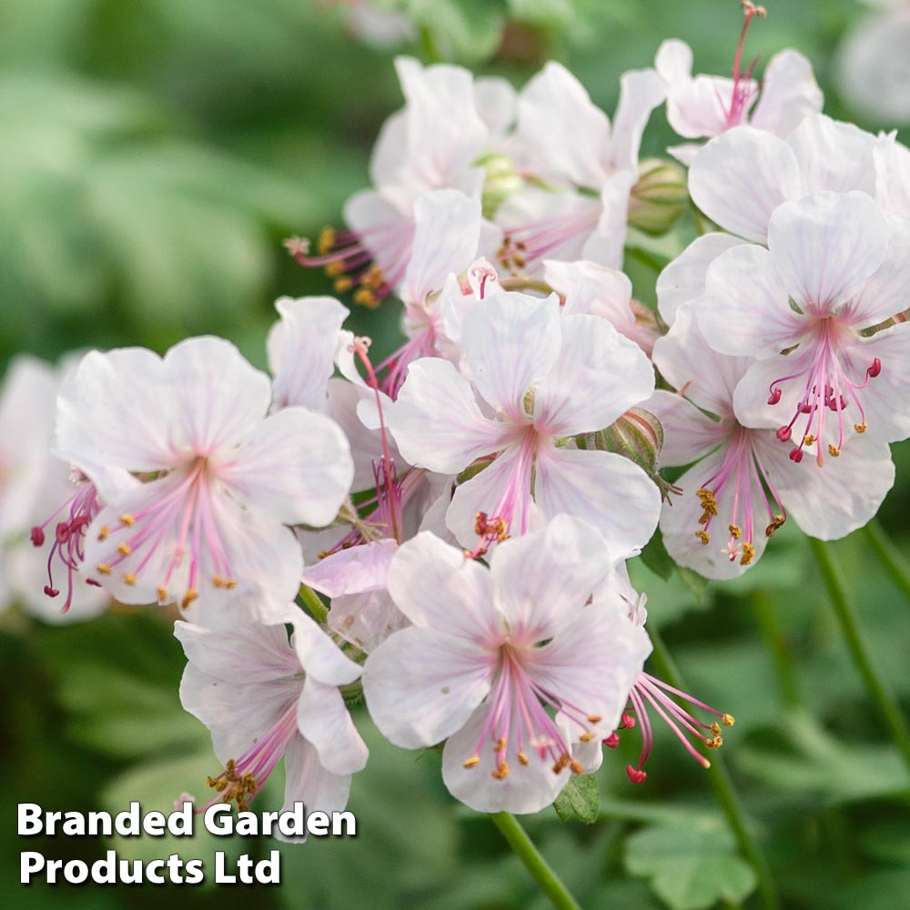 Geranium cantabrigiense 'Biokovo' image