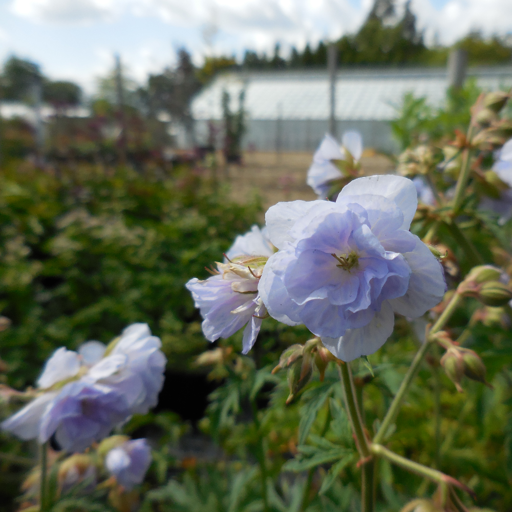 Geranium pratense 'Cloud Nine' image