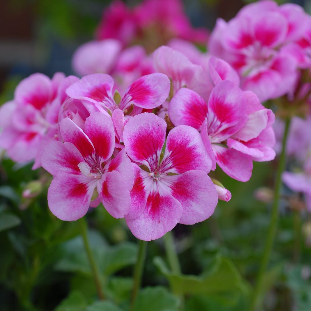 Geranium 'Flower Fairy Pink Splash' image