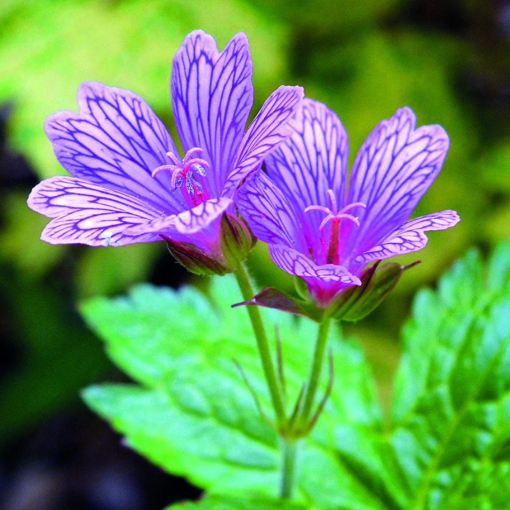 Geranium transversale 'Foundlings Friend' image